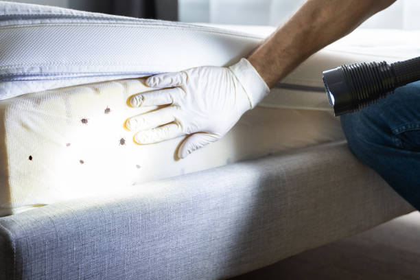 Best Flea Control Services  in Stem, NC