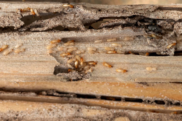 Best Best Pest Control Companies  in Stem, NC