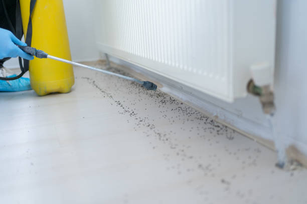 Best Best Pest Control Companies  in Stem, NC