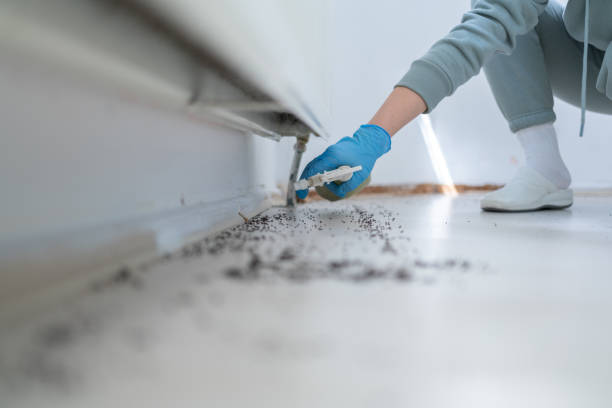Best Flea Control Services  in Stem, NC